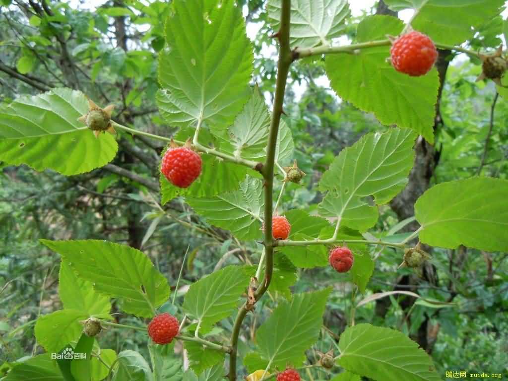 山莓别名三月泡四月泡托篷五月泡山抛子刺葫芦悬钩子馒头菠高脚菠龙船