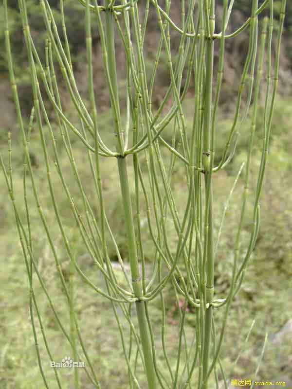 笔筒草 别名:西伯里,节骨草,通气草,眉毛草,土木贼,节节菜,接骨草