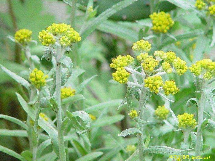 清明草别名鼠曲草鼠麴草清明菜寒食菜绵菜米菜地菜香芹娘白头婆