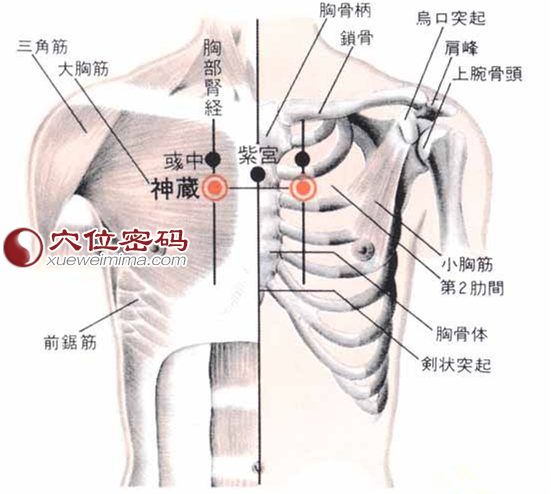 神藏穴位置功效足少阴肾经人体穴位图