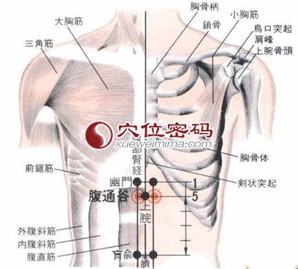 【腹通谷穴的位置】位于人体的上腹部,当脐中上5寸,前正中线旁开0.