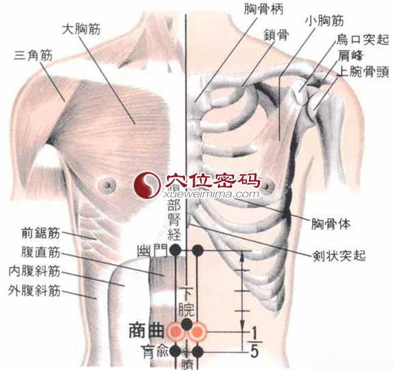 商曲穴位置功效足少阴肾经人体穴位图