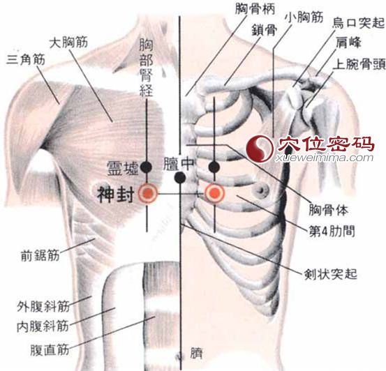 【穴位解剖】在胸大肌中,有肋间外韧带及肋间内肌;有第四肋间动,静脉